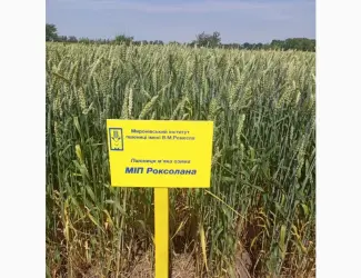 Зображення для оголошення МІП Роксолана