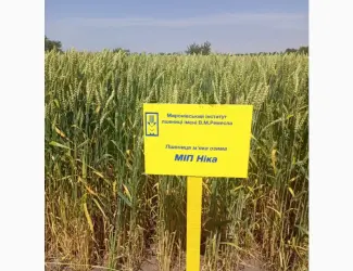 Зображення для оголошення МІП Ніка пшениця озима