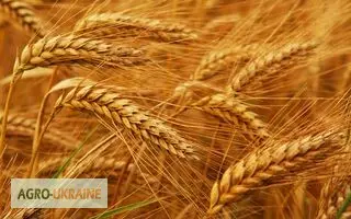 Зображення для оголошення Закуповуємо пшеницю 3 класу