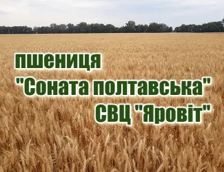 Зображення для оголошення Насіння озимої пшениці "Соната полтавська"