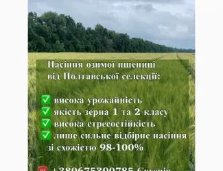 Зображення для оголошення Озима пшениця сорту ПС Манжелія