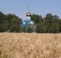 Зображення для оголошення Продам СРОЧНО семена пшеницы двуручка AMADEO Канадский трансгенный сорт