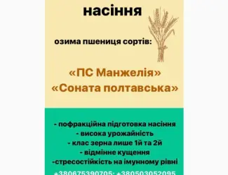 Зображення для оголошення Насіння озимої пшениці