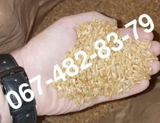 Зображення для оголошення Семена пшеницы ZELMA канадский ярый трансгенный сорт (элита)