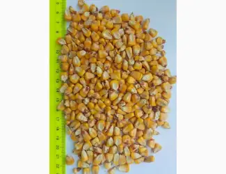 Зображення для оголошення Продам кукурудзу