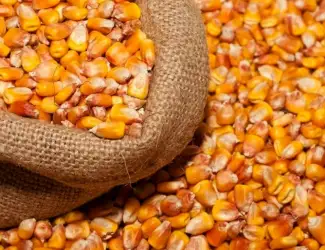 Зображення для оголошення Купуємо кукурудзу кормову на експорт