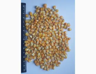Зображення для оголошення Кукурудза склоподібна кремниста