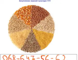Зображення для оголошення Закупляємо вологу та суху кукурудзу
