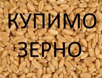 Зображення для оголошення Компанія на постійній основі проводить закупівлю зернових культур та інші