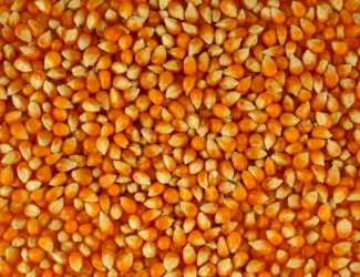 Зображення для оголошення Кукуруза с повышенной зерновой