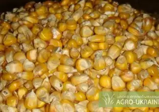 Зображення для оголошення Куплю кукурузу