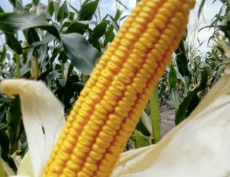 Зображення для оголошення Насіння Кукурудзи Амарок 290 ФАО-320