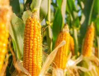 Зображення для оголошення Насіння Кукурудзи Аквазор ФАО-320