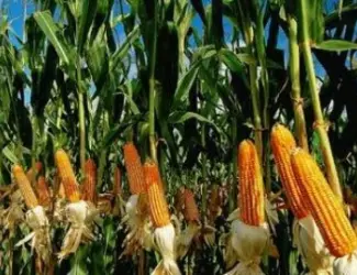 Зображення для оголошення Насіння Кукурудзи Муасон ФАО-330