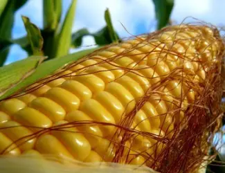 Зображення для оголошення Насіння Кукурудзи Любава 279МВ ФАО-270