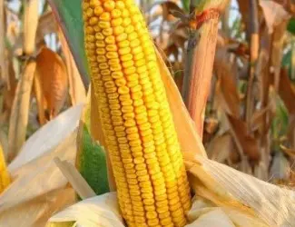 Зображення для оголошення Насіння Кукурудзи Рава ФАО-500