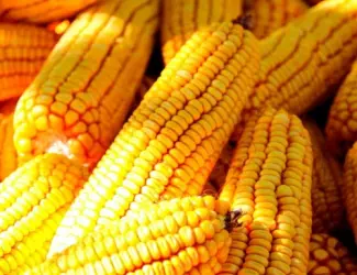 Зображення для оголошення Насіння Кукурудзи ВН 6763 ФАО-320