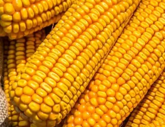 Зображення для оголошення Насіння Кукурудзи Гран 6 ФАО-300