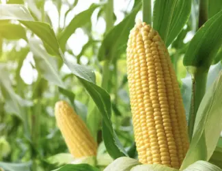 Зображення для оголошення Насіння Кукурудзи Тіадор ФАО-360