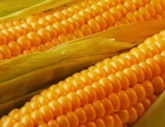Зображення для оголошення Насіння Кукурудзи Маніфік ФАО-300