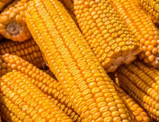 Зображення для оголошення Насіння Кукурудзи Почаївський ФАО-190