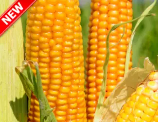 Зображення для оголошення Семена кукурузы Тор (ФАО 280) Новинка от ВНИС