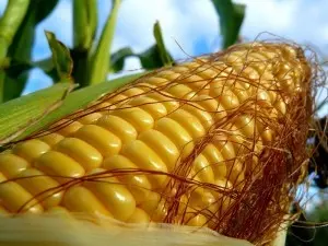 Зображення для оголошення Кукурудза Фабріс ФАО 280