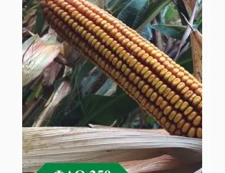 Зображення для оголошення Кукурудза Ларсон ФАО 250