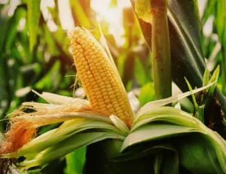 Зображення для оголошення Насіння кукурудзи РАМ 8149 (ФАО 280) напрям-зерно.Дніпропетровська обл