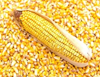 Зображення для оголошення Насіння кукурудзи РАМ 8663 (ФАО 340) зерно