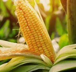 Зображення для оголошення Насіння кукурудзи РАМ 1023 (ФАО 230) на зерно. Дніпропетровська обл
