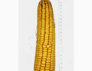 Зображення для оголошення Насіння кукурудзи РАМ 8143 (ФАО 260) напрям-зерно. Дніпропетровська обл