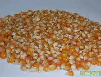 Зображення для оголошення Кукуруза для попкорна из Аргентины
