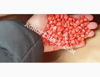 Зображення для оголошення Семена кукурузы POINT ФАО 330 канадский трансгенный гибрид