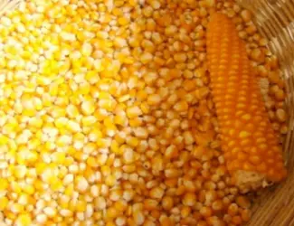 Зображення для оголошення Фуражная кукуруза