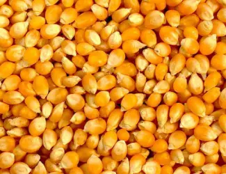 Зображення для оголошення Закуповуємо кукурудзу