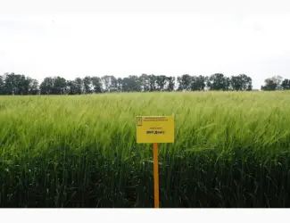Зображення для оголошення МІП ДЕВІЗ ячмінь ярий