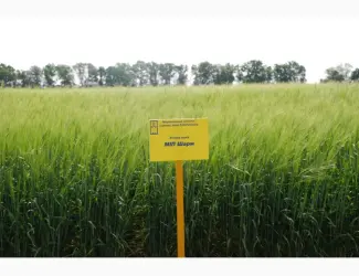 Зображення для оголошення МІП Шарм ячмінь ярий