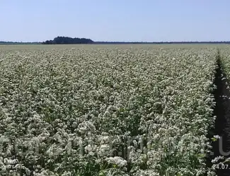 Зображення для оголошення Продам насіння гречки сортів Арно та Дикуль