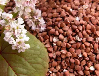 Зображення для оголошення Купляєм гречиху