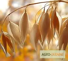 Зображення для оголошення Купляєм овес