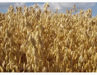 Зображення для оголошення Семена голозерного овса Самуэль. 1 репродукция