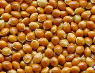 Зображення для оголошення Продам насіння проса Біла Альтанка