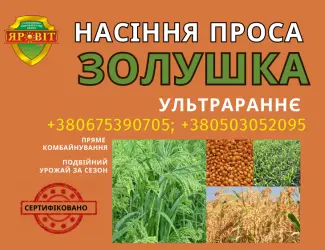 Зображення для оголошення Насіння просо