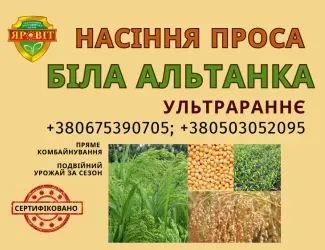 Зображення для оголошення Насіння просо