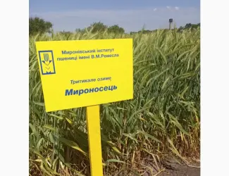 Зображення для оголошення Мироносець тритикале озиме