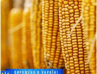 Зображення для оголошення Насіння кукурудзи ЕС Юнкай