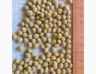 Зображення для оголошення Продам посевной материал сои сорт P03T68R2 (продам)