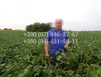 Зображення для оголошення Канадские семена сои сорта Венона