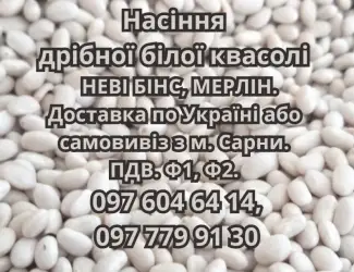 Зображення для оголошення Насіння квасолі НЕВІ БІНС
